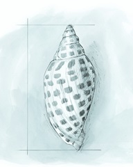 Coastal Shell Schematic IV