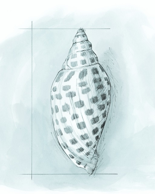 Coastal Shell Schematic IV