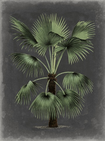 Dramatic Palm II