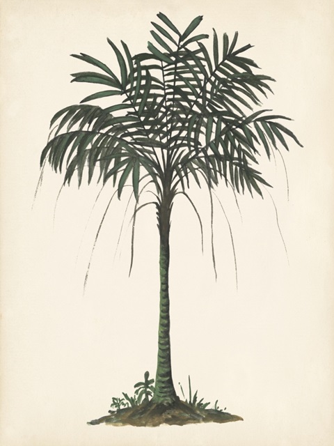 Palm Tree Study II