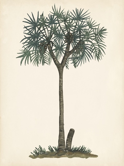Palm Tree Study III