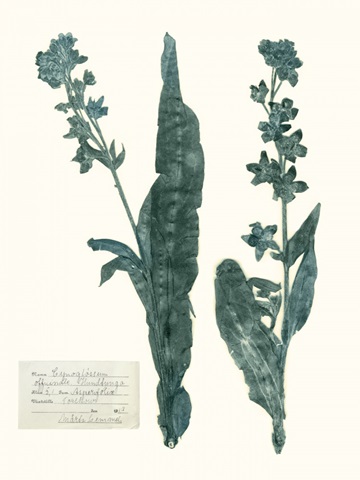 Pressed Flowers in Spa IV