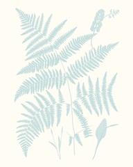 Serene Ferns I