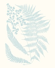 Serene Ferns II