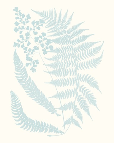 Serene Ferns II