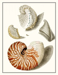 Collected Shells I
