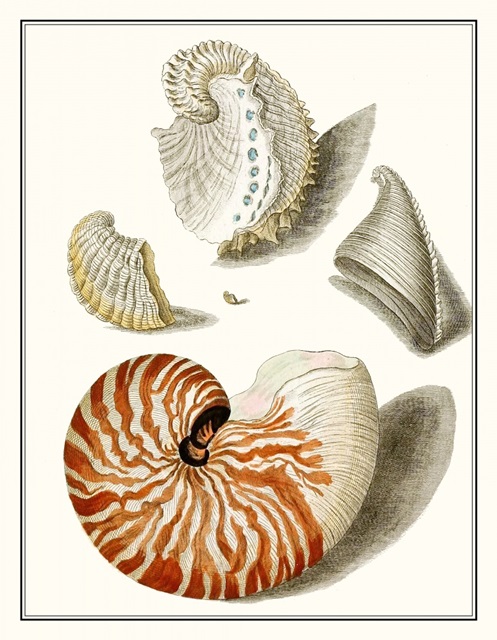 Collected Shells I