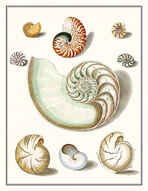 Collected Shells II