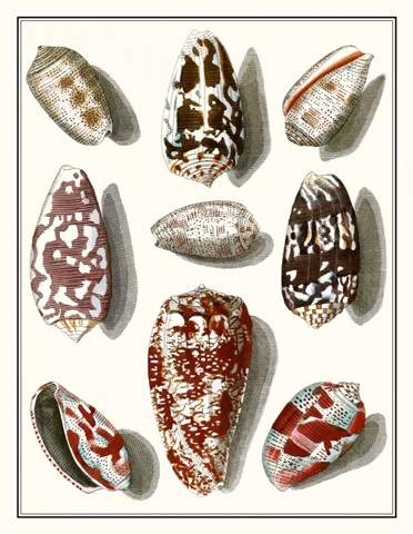Collected Shells VI