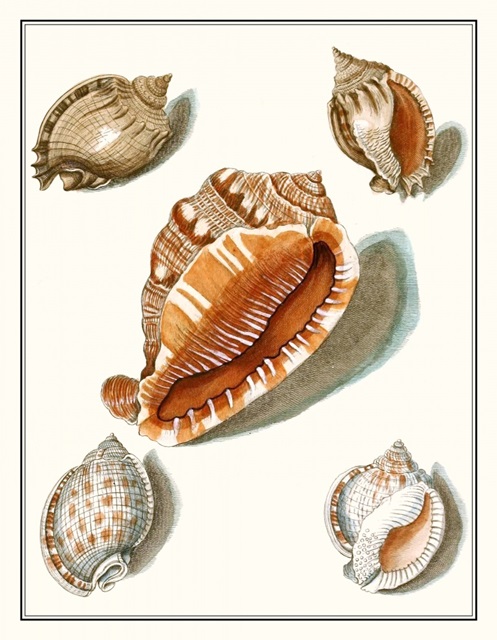 Collected Shells VII