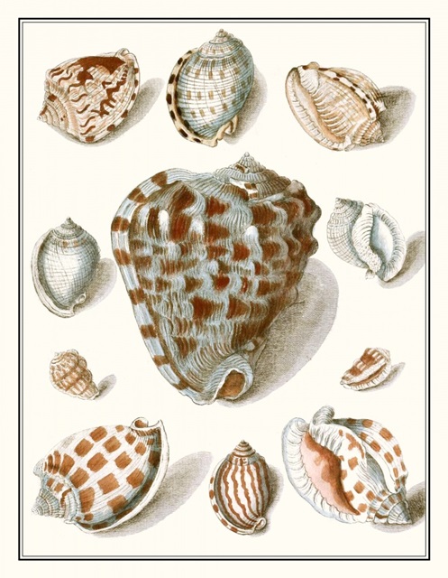 Collected Shells VIII