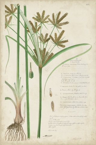 Descubes Botanical Grass I