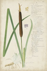 Descubes Botanical Grass II