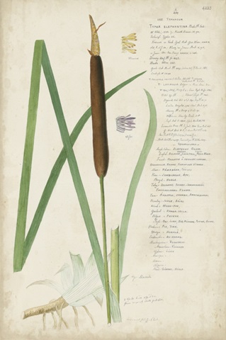 Descubes Botanical Grass II