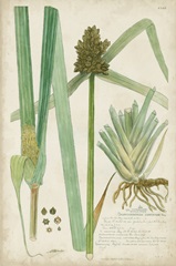 Descubes Botanical Grass III