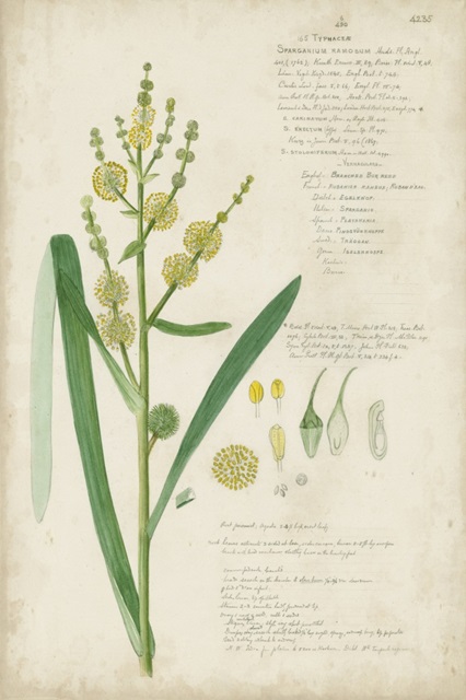 Descubes Botanical Grass IV