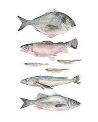 Fish Composition II