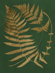 Gilded Ferns IV