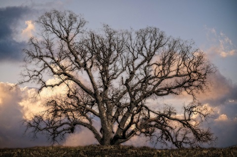 Grand Oak Tree II