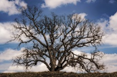 Grand Oak Tree III
