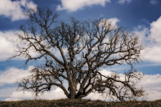 Grand Oak Tree III