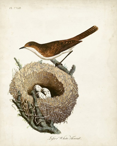 Lesser White-Throat and Nest