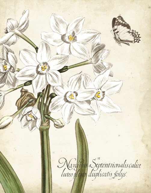 Narcissus Botanique I