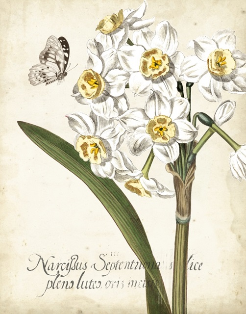 Narcissus Botanique II