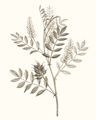Neutral Botanical Study III