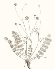 Neutral Botanical Study IX
