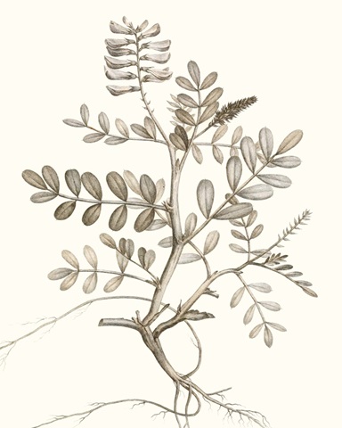 Neutral Botanical Study VI