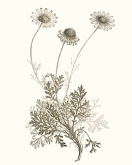 Neutral Botanical Study VIII