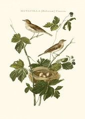 Nozeman White Throat Blackberry