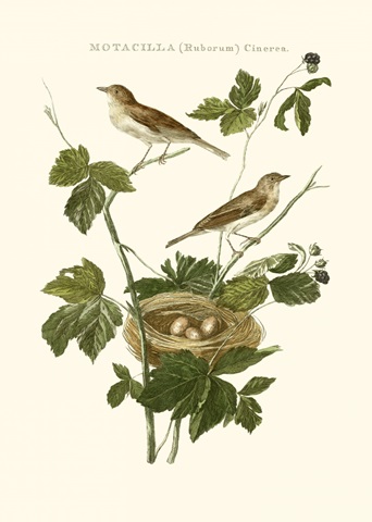 Nozeman White Throat Blackberry