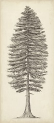 Pacific Northwest Tree Sketch II