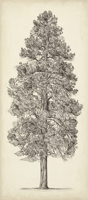 Pacific Northwest Tree Sketch III