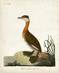 Red-Necked Grebe