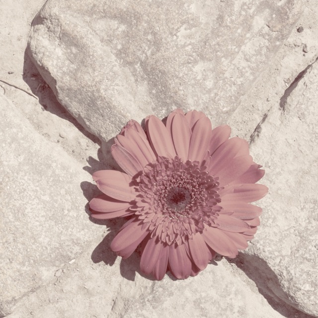 Stone Blossom II