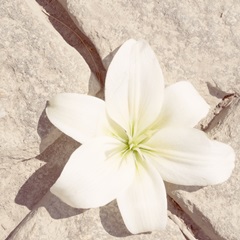 Stone Blossom IV