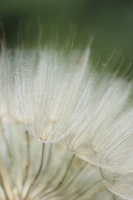 Macro Dandilion I