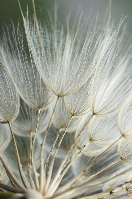 Macro Dandilion II