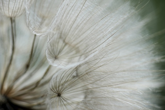 Macro Dandilion VI