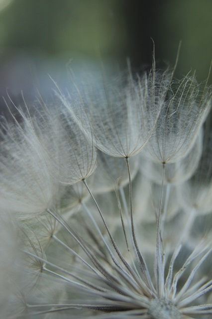 Macro Dandilion VIII