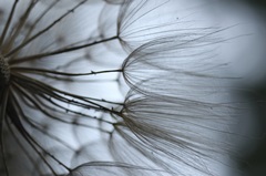 Macro Dandilion X