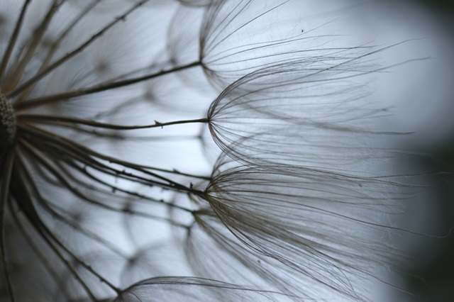 Macro Dandilion X