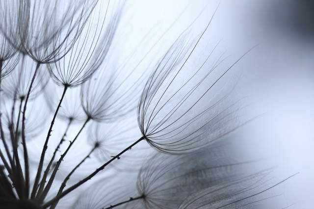 Macro Dandilion XI