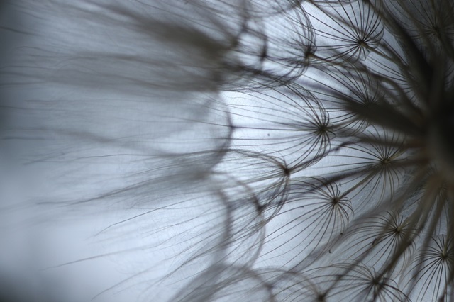 Macro Dandilion XII