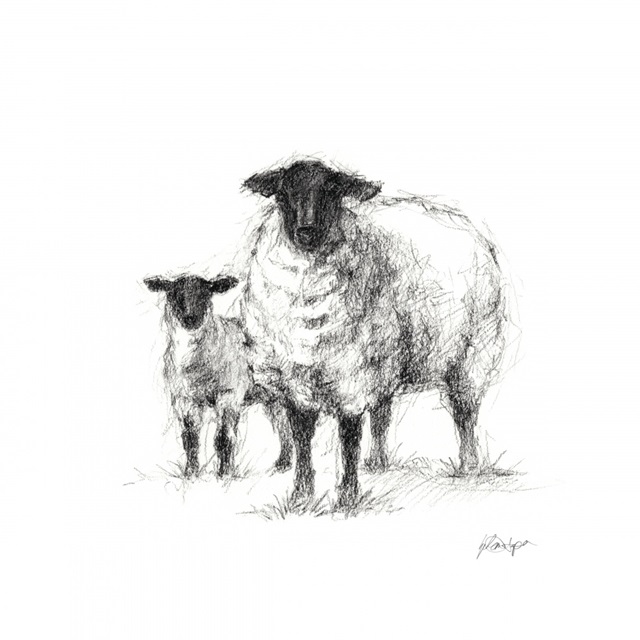 Charcoal Sheep Study I