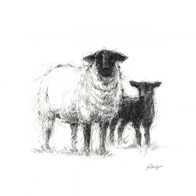 Charcoal Sheep Study II