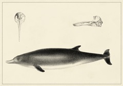 Antique Dolphin Study I